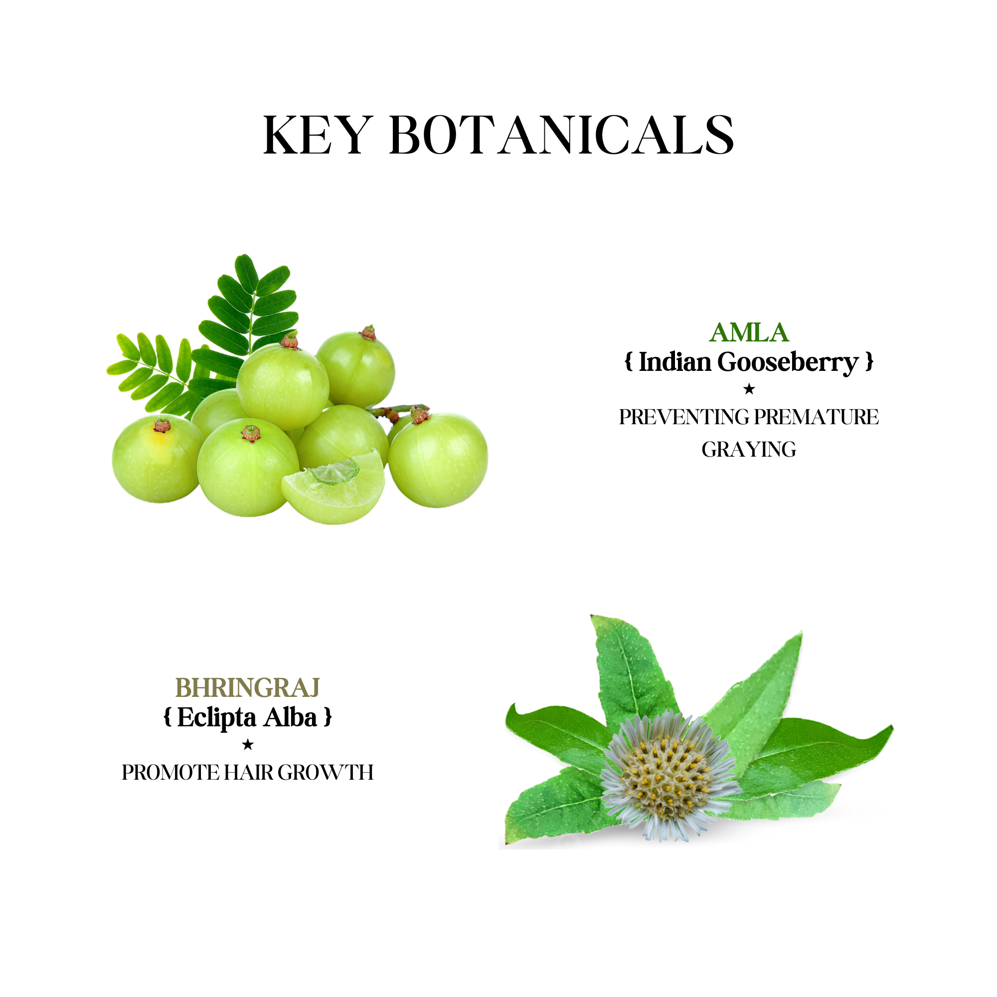 Amla Bhringraj Shampoo