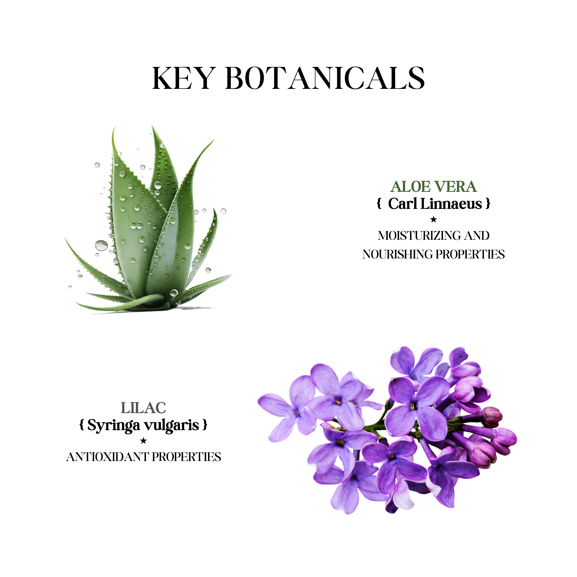 Softening Body Lotion